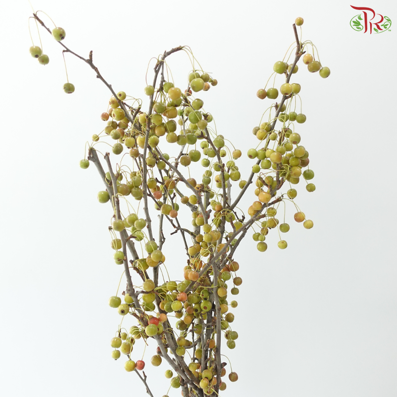 Crab Apple - Green (Per Bunch)