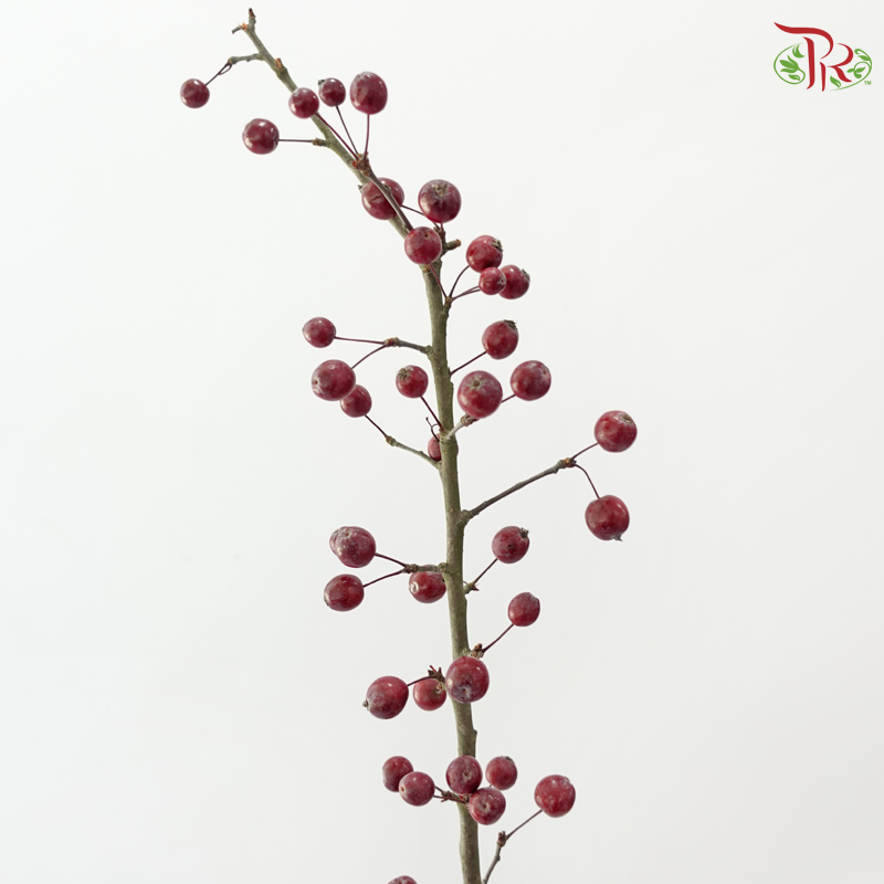 Crab Apple - Dark Red (Per Bunch)
