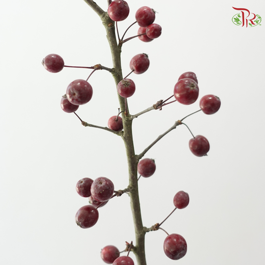 Crab Apple - Dark Red (Per Bunch)