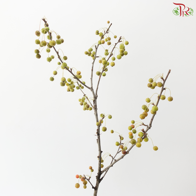 Crab Apple - Green (Per Bunch)