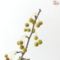 Crab Apple - Green (Per Bunch)
