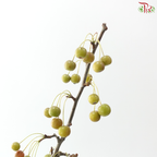 Crab Apple - Green (Per Bunch)