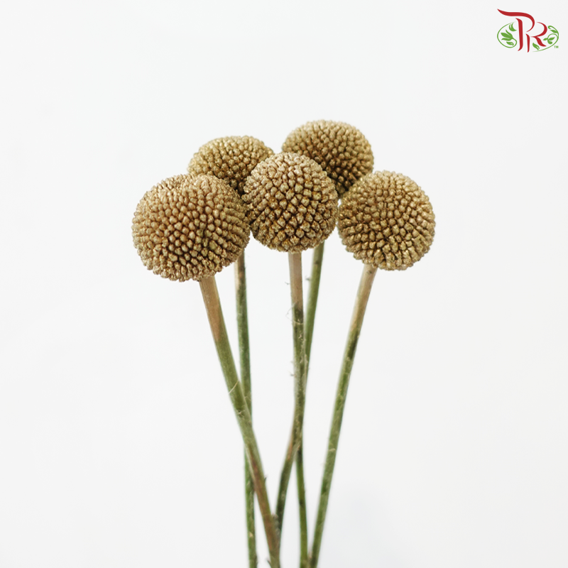 Craspedia Dyed - Gold (5 Stems)