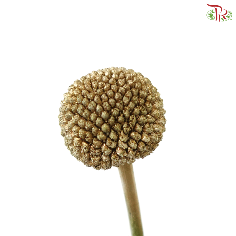 Craspedia Dyed - Gold (5 Stems)