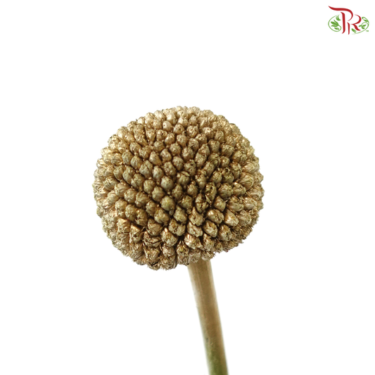 Craspedia Dyed - Gold (5 Stems)