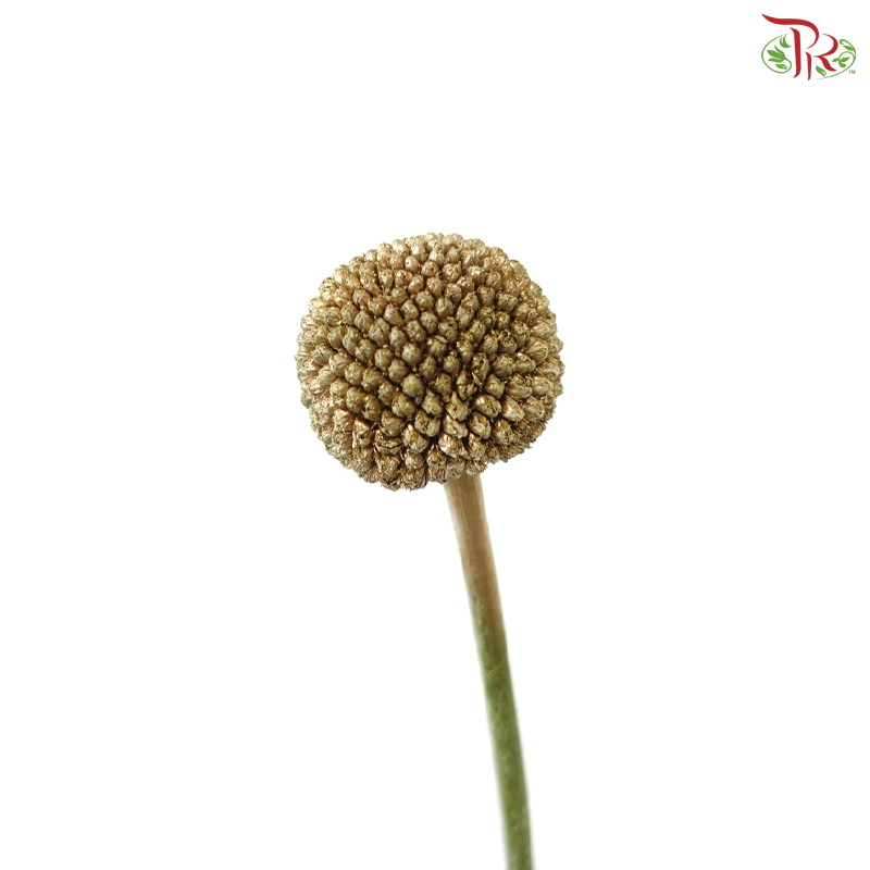 Craspedia Dyed - Gold (5 Stems)