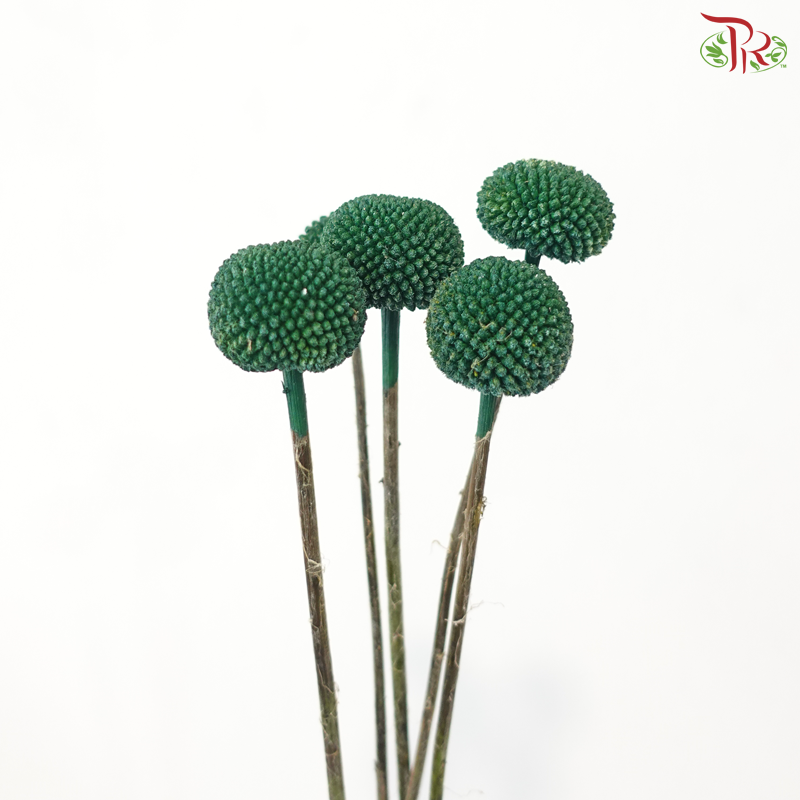 Craspedia Dyed - Green (5 Stems)