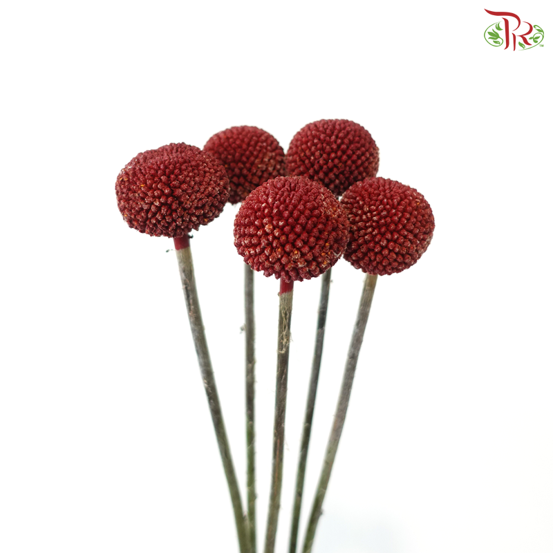 Craspedia Dyed - Red (5 Stems)