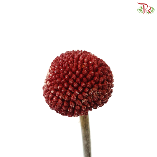 Craspedia Dyed - Red (5 Stems)