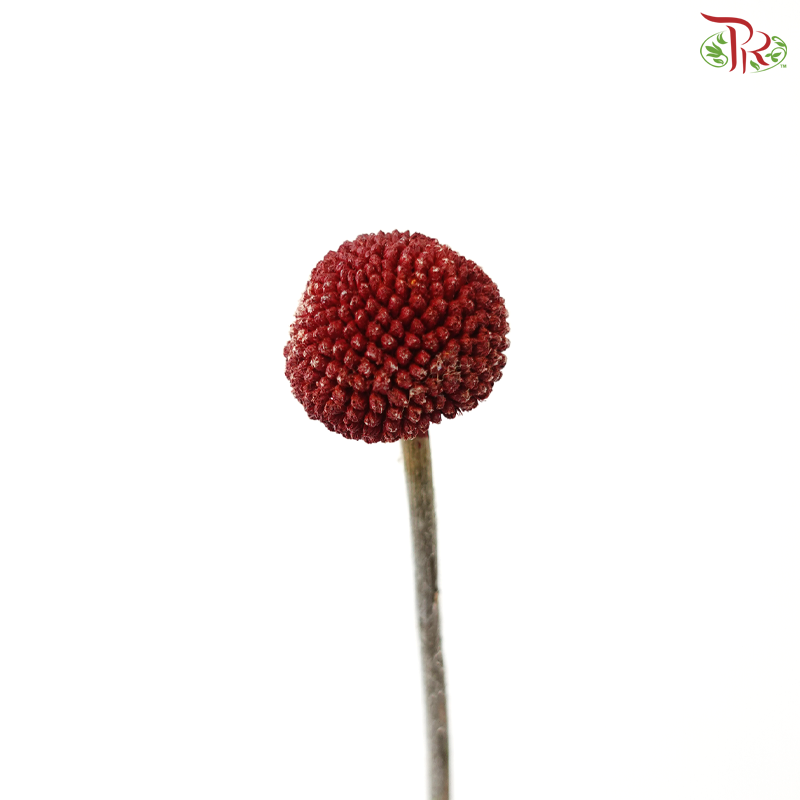 Craspedia Dyed - Red (5 Stems)