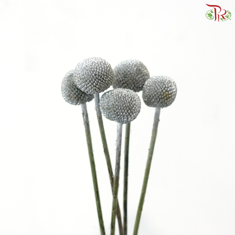 Craspedia Dyed - Silver (5 Stems)