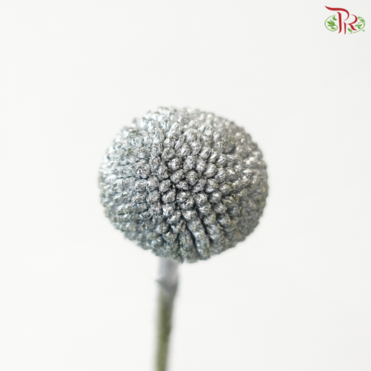 Craspedia Dyed - Silver (5 Stems)