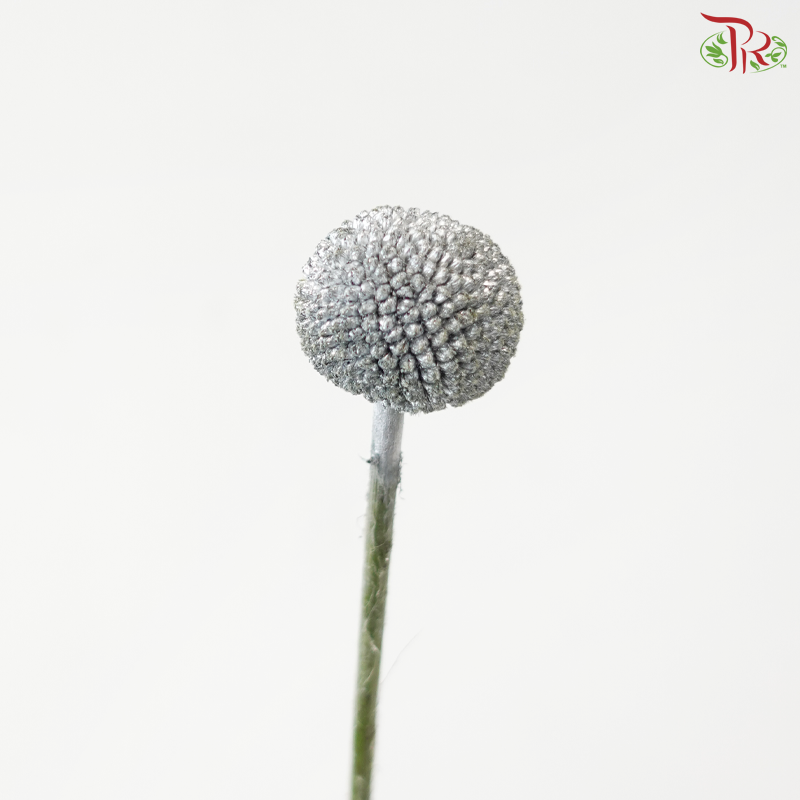 Craspedia Dyed - Silver (5 Stems)