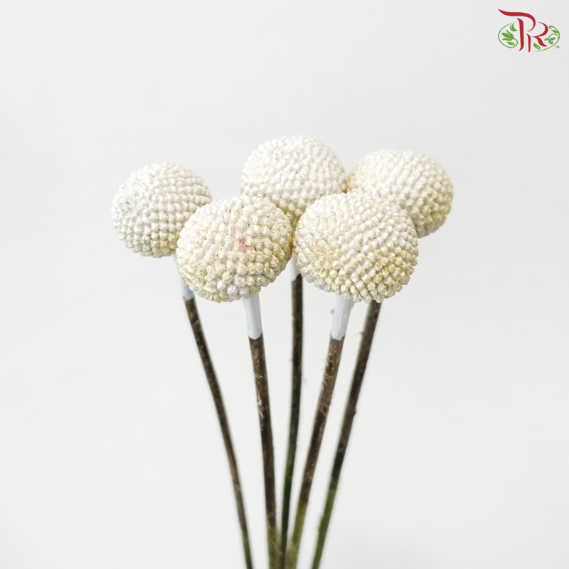 Craspedia Dyed - White (5 Stems)