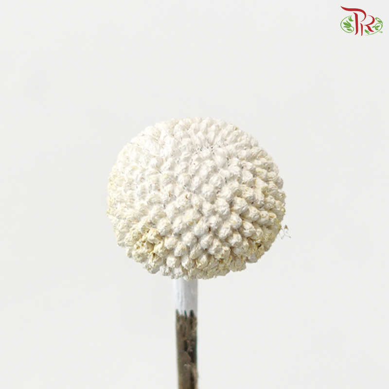 Craspedia Dyed - White (5 Stems)