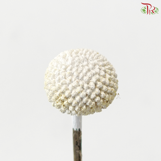 Craspedia Dyed - White (5 Stems)