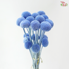 Craspedia Preserved - Winter Azure (Per Bunch)