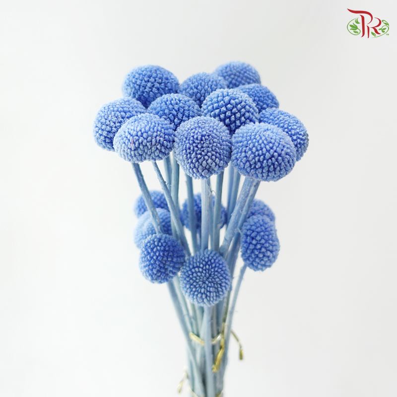 Craspedia Preserved - Winter Azure (Per Bunch)