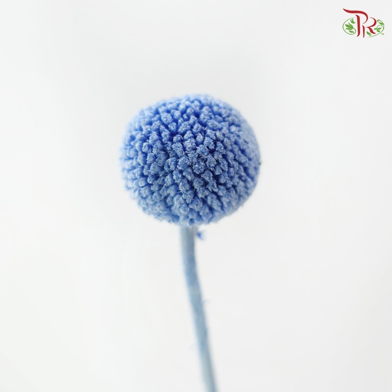 Craspedia Preserved - Winter Azure (Per Bunch)