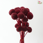 Craspedia Preserved - Dark Red (Per Bunch)
