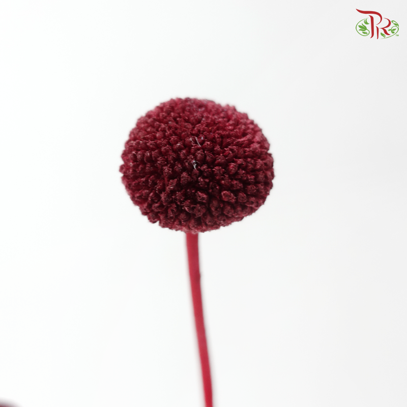 Craspedia Preserved - Dark Red (Per Bunch)