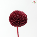 Craspedia Preserved - Dark Red (Per Bunch)