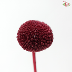 Craspedia Preserved - Dark Red (Per Bunch)