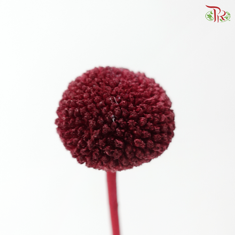 Craspedia Preserved - Dark Red (Per Bunch)