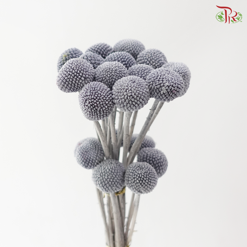 Craspedia Preserved - Grey (Per Bunch)