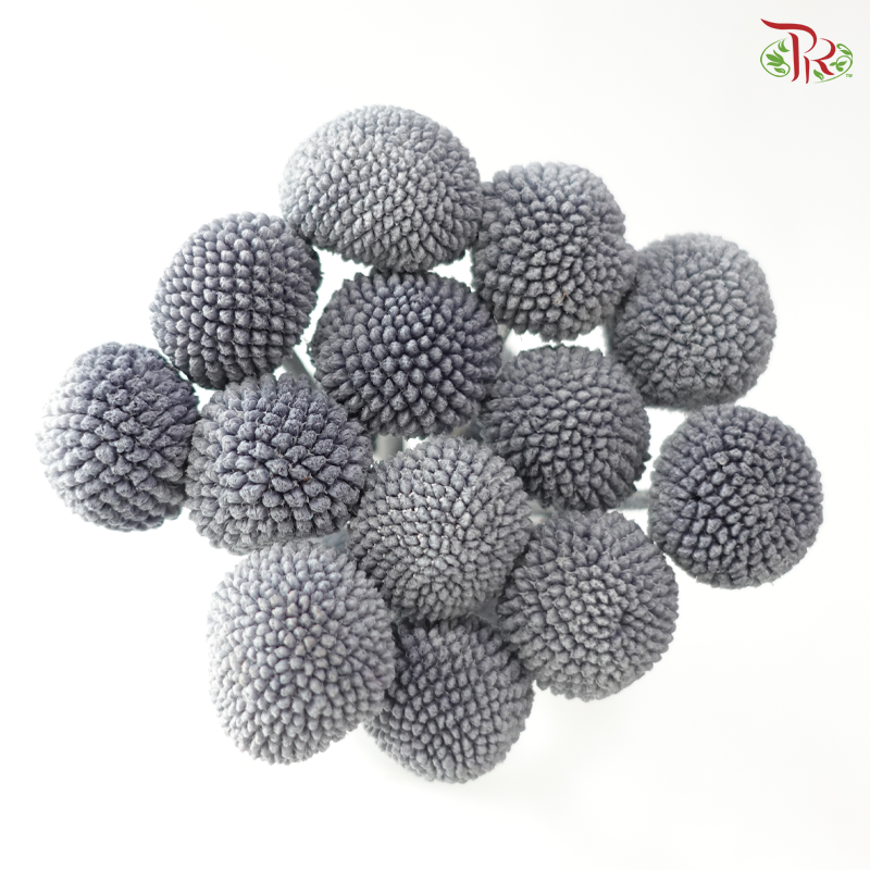 Craspedia Preserved - Grey (Per Bunch)