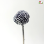 Craspedia Preserved - Grey (Per Bunch)