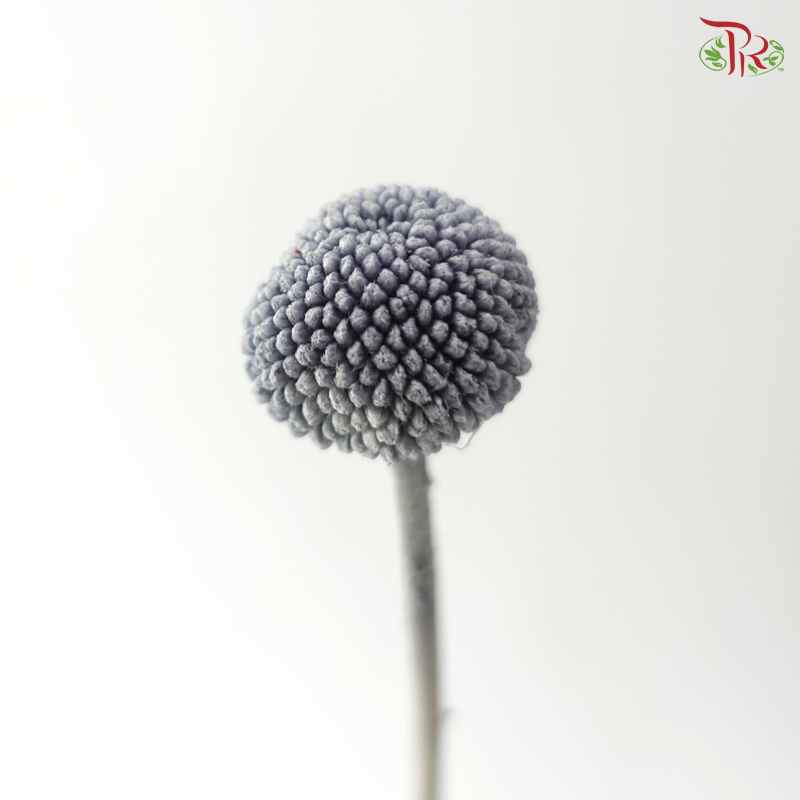 Craspedia Preserved - Grey (Per Bunch)