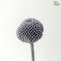 Craspedia Preserved - Grey (Per Bunch)