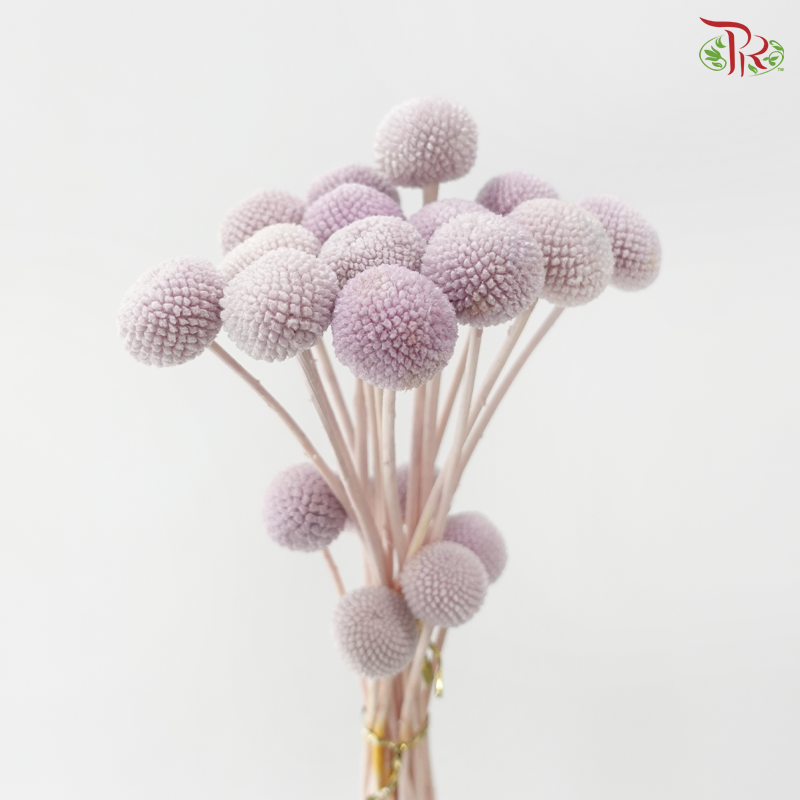 Craspedia Preserved - Light Purple (Per Bunch)