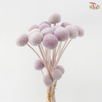 Craspedia Preserved - Light Purple (Per Bunch)