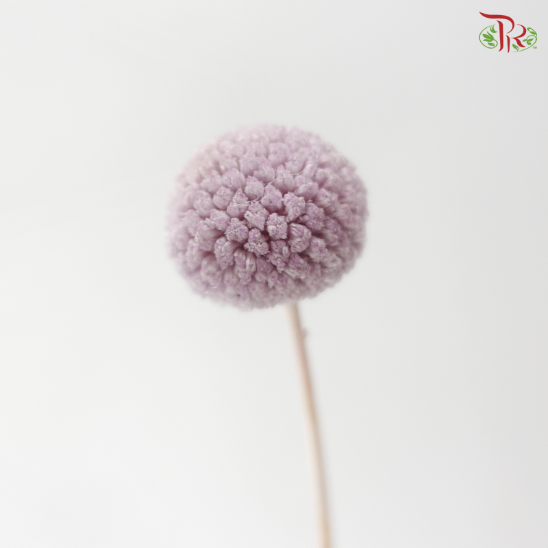 Craspedia Preserved - Light Purple (Per Bunch)