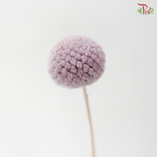 Craspedia Preserved - Light Purple (Per Bunch)