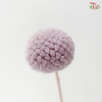 Craspedia Preserved - Light Purple (Per Bunch)