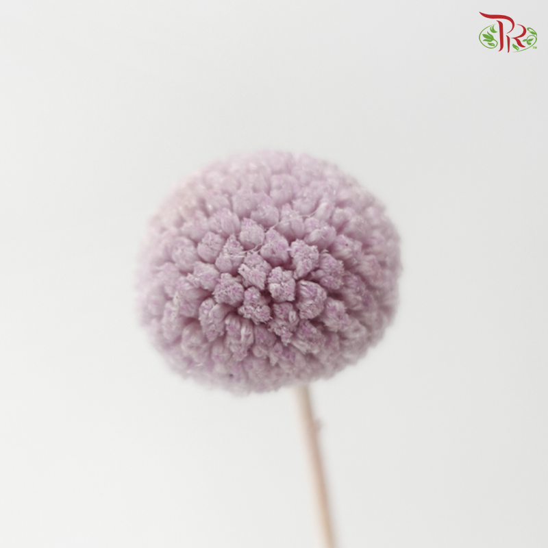Craspedia Preserved - Light Purple (Per Bunch)