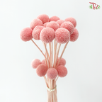Craspedia Preserved - Peach Pink (Per Bunch)