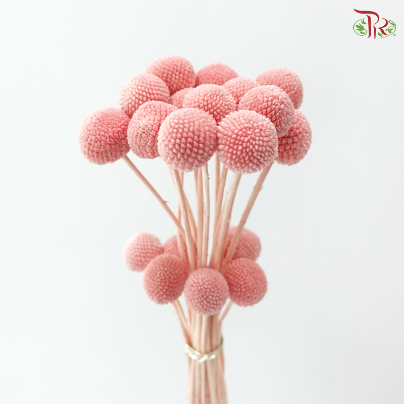 Craspedia Preserved - Peach Pink (Per Bunch)