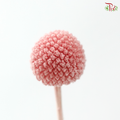 Craspedia Preserved - Peach Pink (Per Bunch)