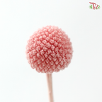Craspedia Preserved - Peach Pink (Per Bunch)