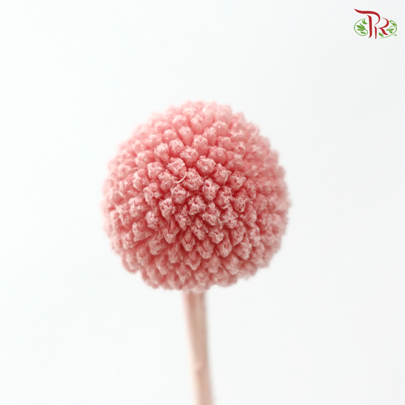 Craspedia Preserved - Peach Pink (Per Bunch)