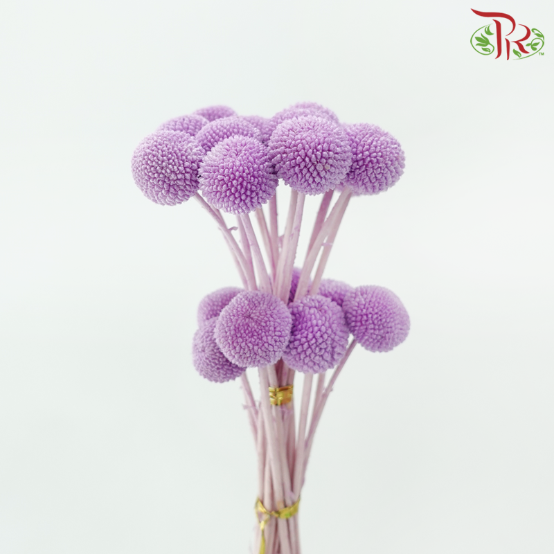 Craspedia Preserved - Lavender Purple (Per Bunch)