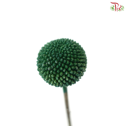 Craspedia Dyed - Green (5 Stems)