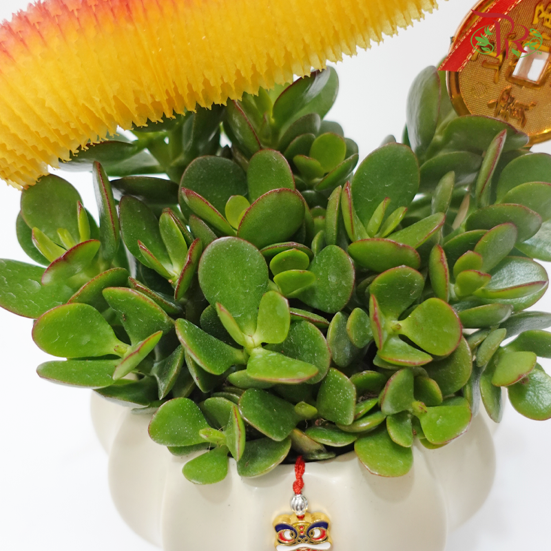 CNY Crassula Plant Arrangement《龙舞蛇绕》 (Random Choose Dragon Deco Colour & CNY Ornaments)