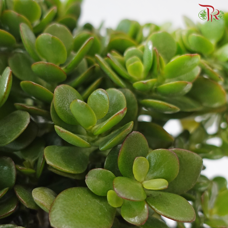 Crassula Jade Plant P170 F02《玉树》