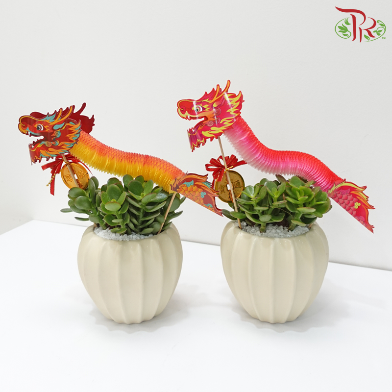 CNY Crassula Plant Arrangement《龙舞蛇绕》 (Random Choose Dragon Deco Colour & CNY Ornaments)