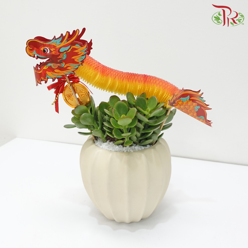 CNY Crassula Plant Arrangement《龙舞蛇绕》 (Random Choose Dragon Deco Colour & CNY Ornaments)